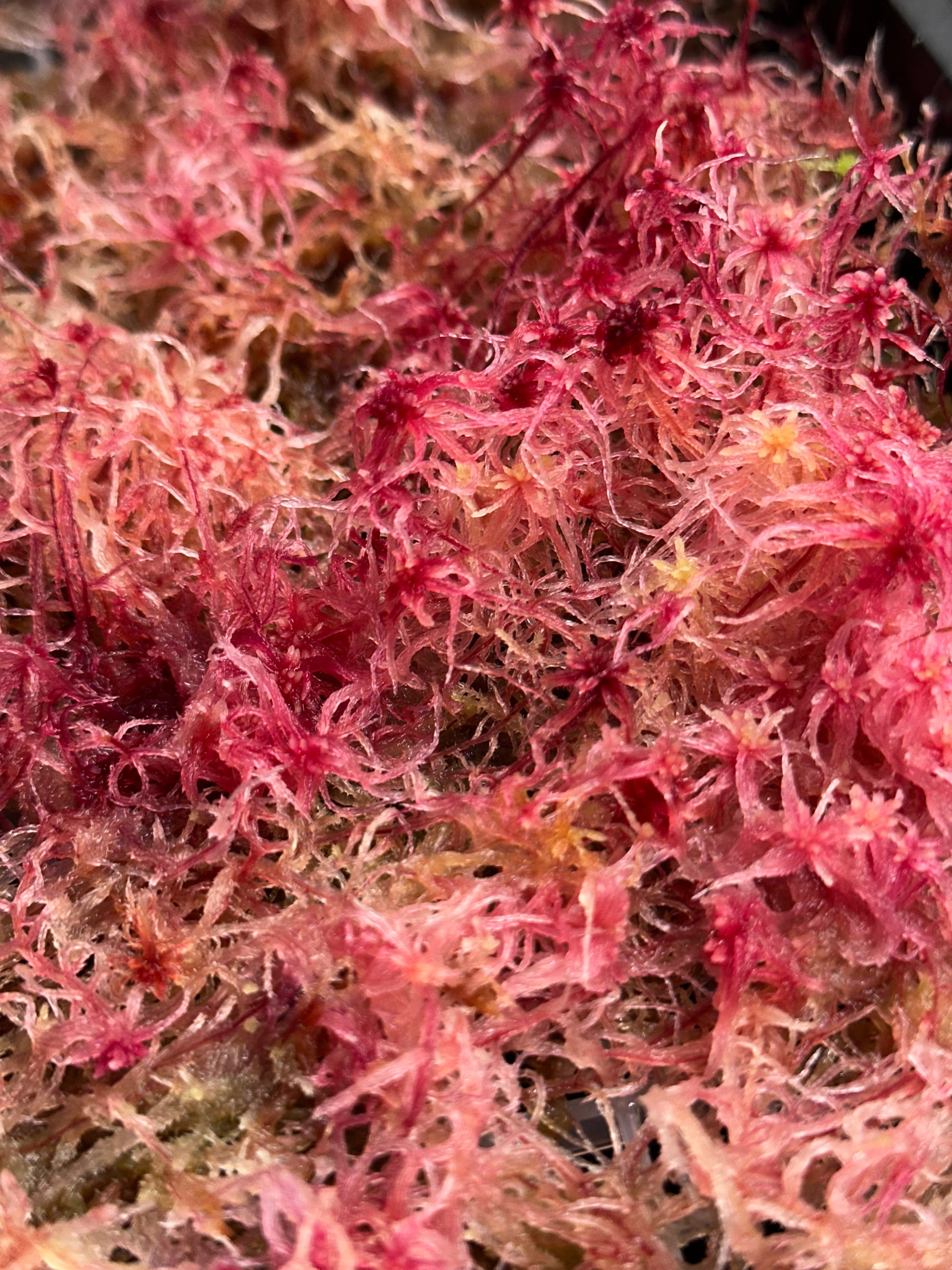 Sphagnum Moss - Red - Live Moss For Carnivorous Plants, Terrariums, Etc