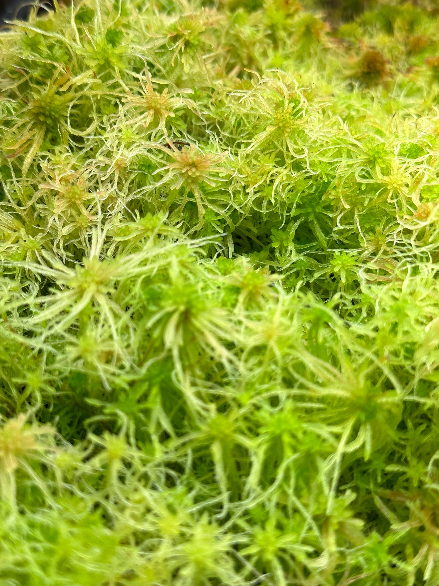 Sphagnum Moss - Green