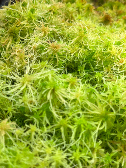 Sphagnum Moss - Green