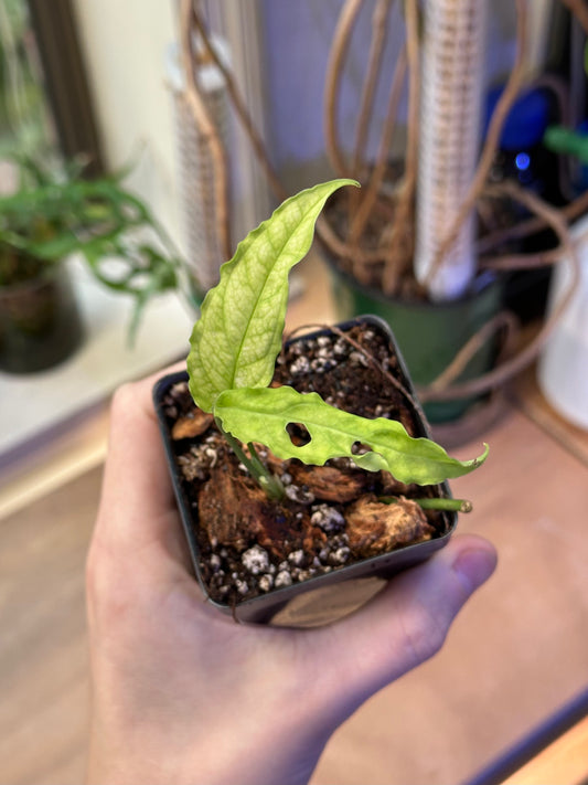 Monstera obliqua 'Peru'