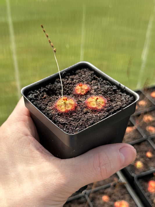 Drosera burmannii (3+ plants per pot)