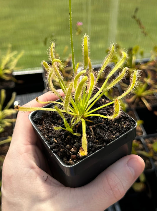 Drosera capensis "White Flower"