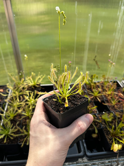 Drosera capensis "White Flower"