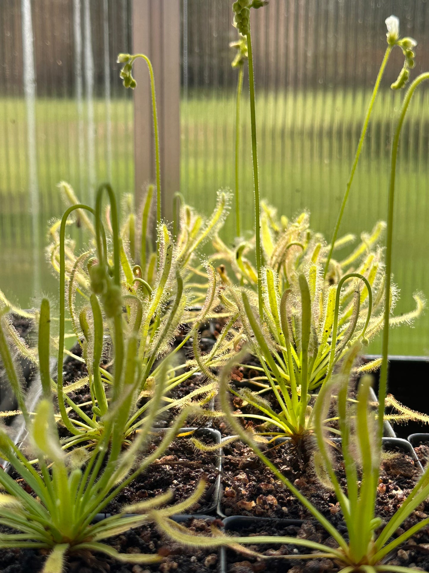 Drosera capensis "White Flower"