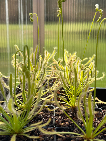Drosera capensis "White Flower"