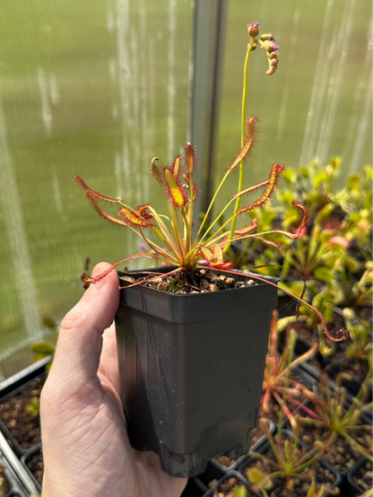 Drosera capensis "Red Flower"