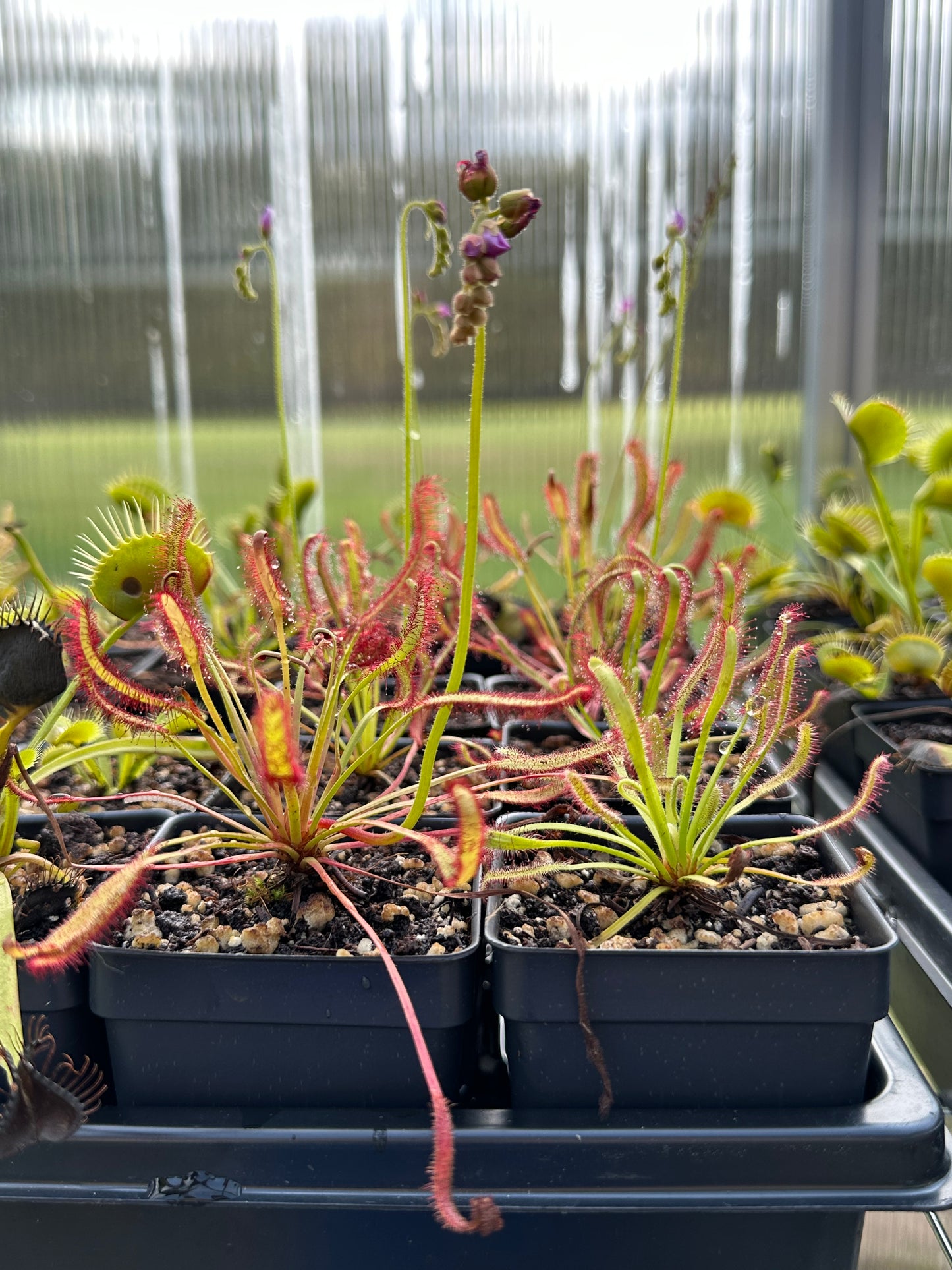 Drosera capensis "Red Flower"