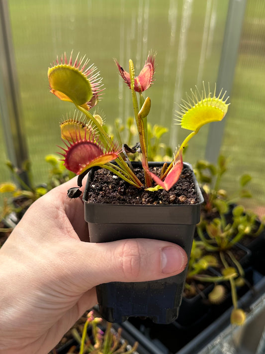 Venus Flytrap (Typical Form)