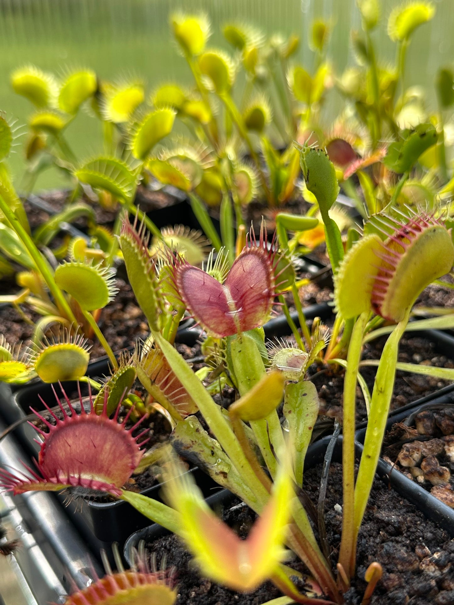 Venus Flytrap (Typical Form)