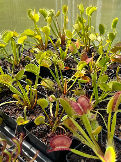 Venus Flytrap (Typical Form)