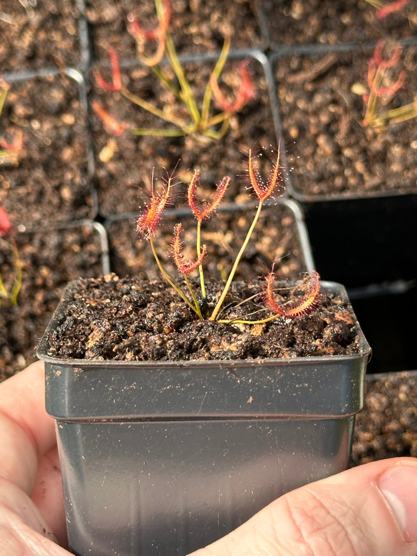 Drosera binata