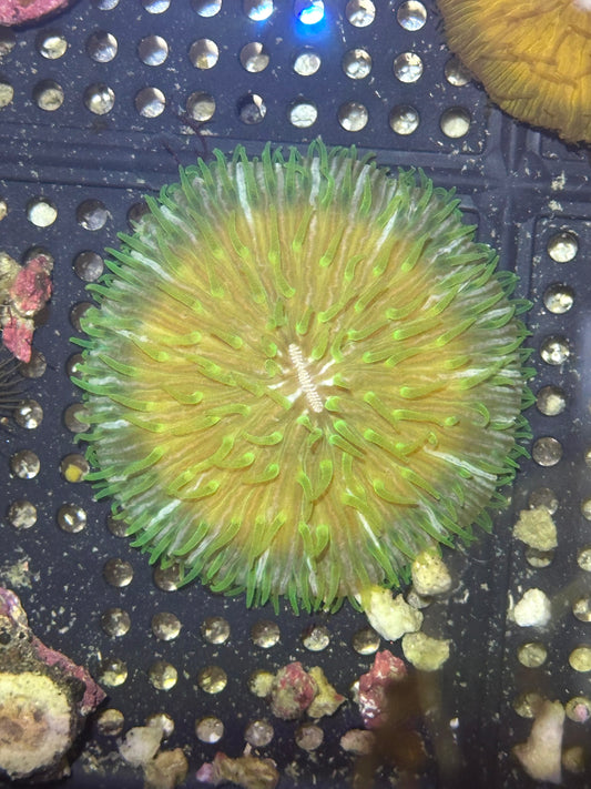 WYSIWYG Blue/Green Fungia Plate Coral