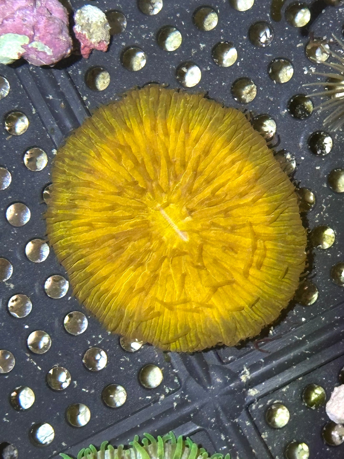 WYSIWYG Orange Fungia Plate Coral