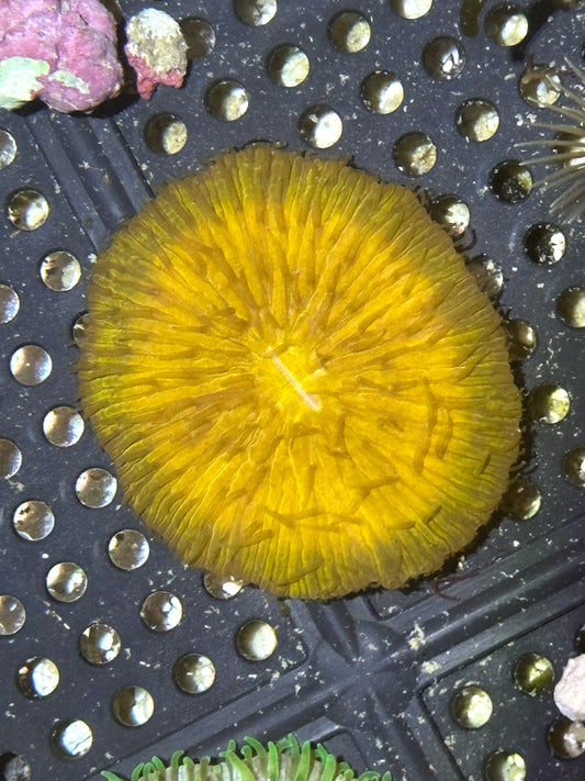 WYSIWYG Orange Fungia Plate Coral