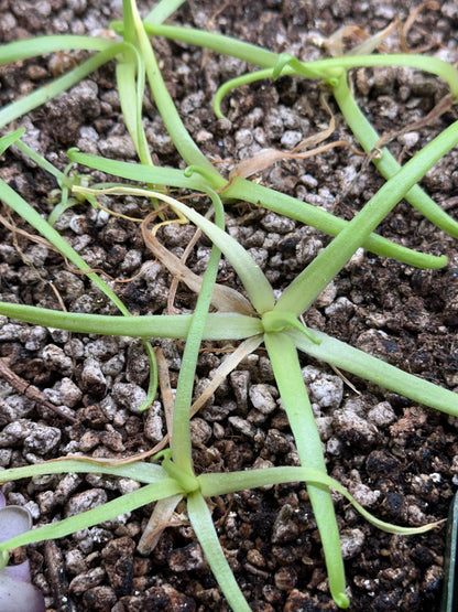 Pinguicula moctezumae