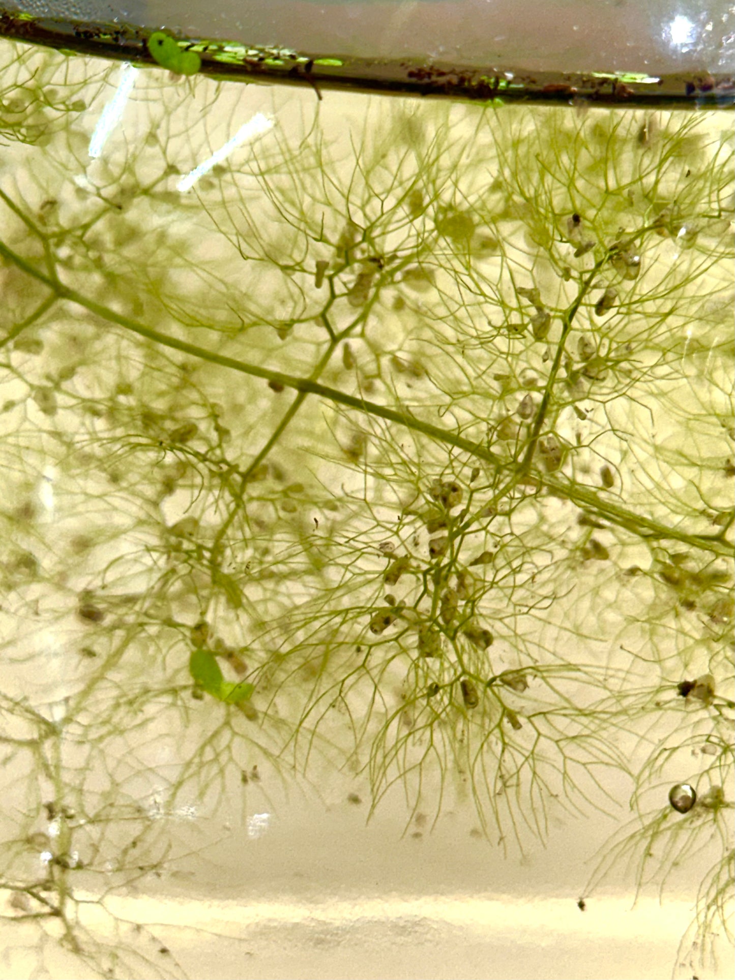 Utricularia macrorhiza