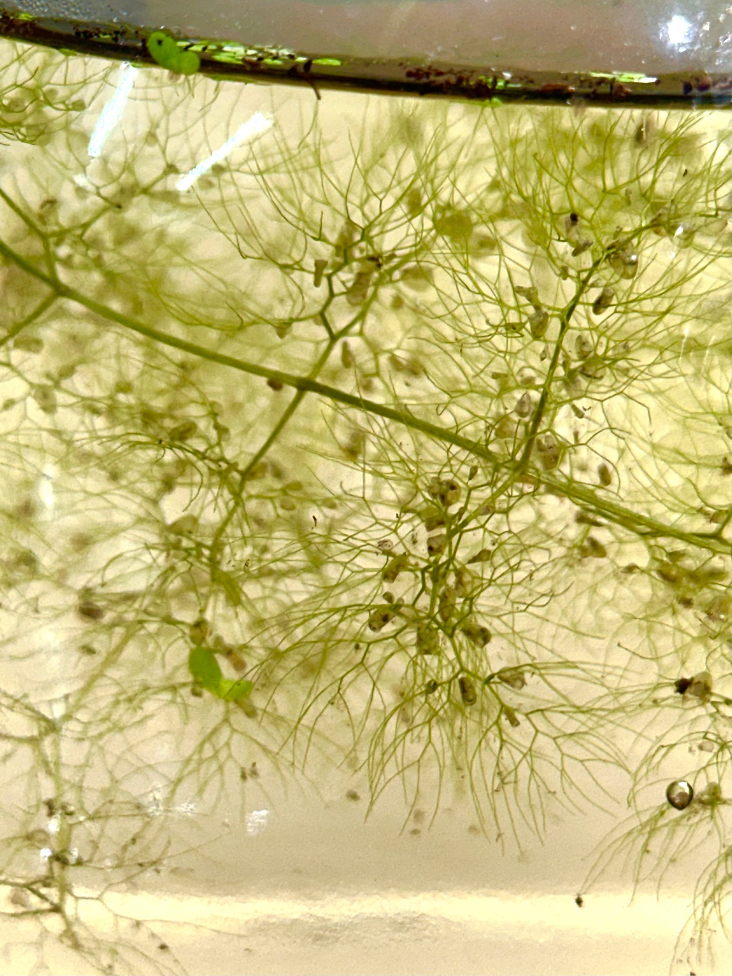 Utricularia macrorhiza