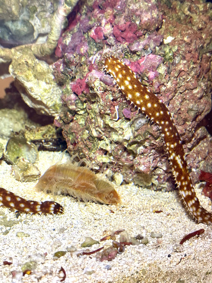 Tiger Tail Sea Cucumber