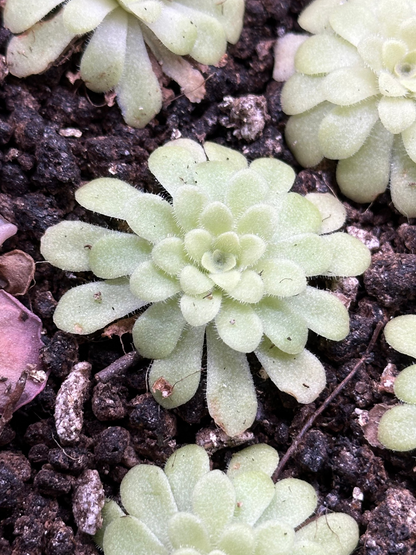 Pinguicula agnata 'True Blue' x hemiepiphytica
