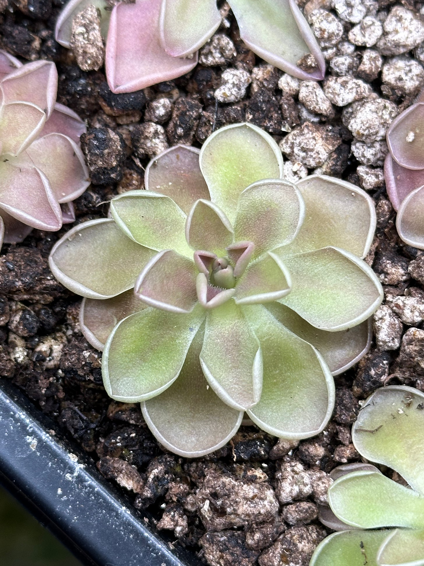 Pinguicula ehlersiae x mesophitica