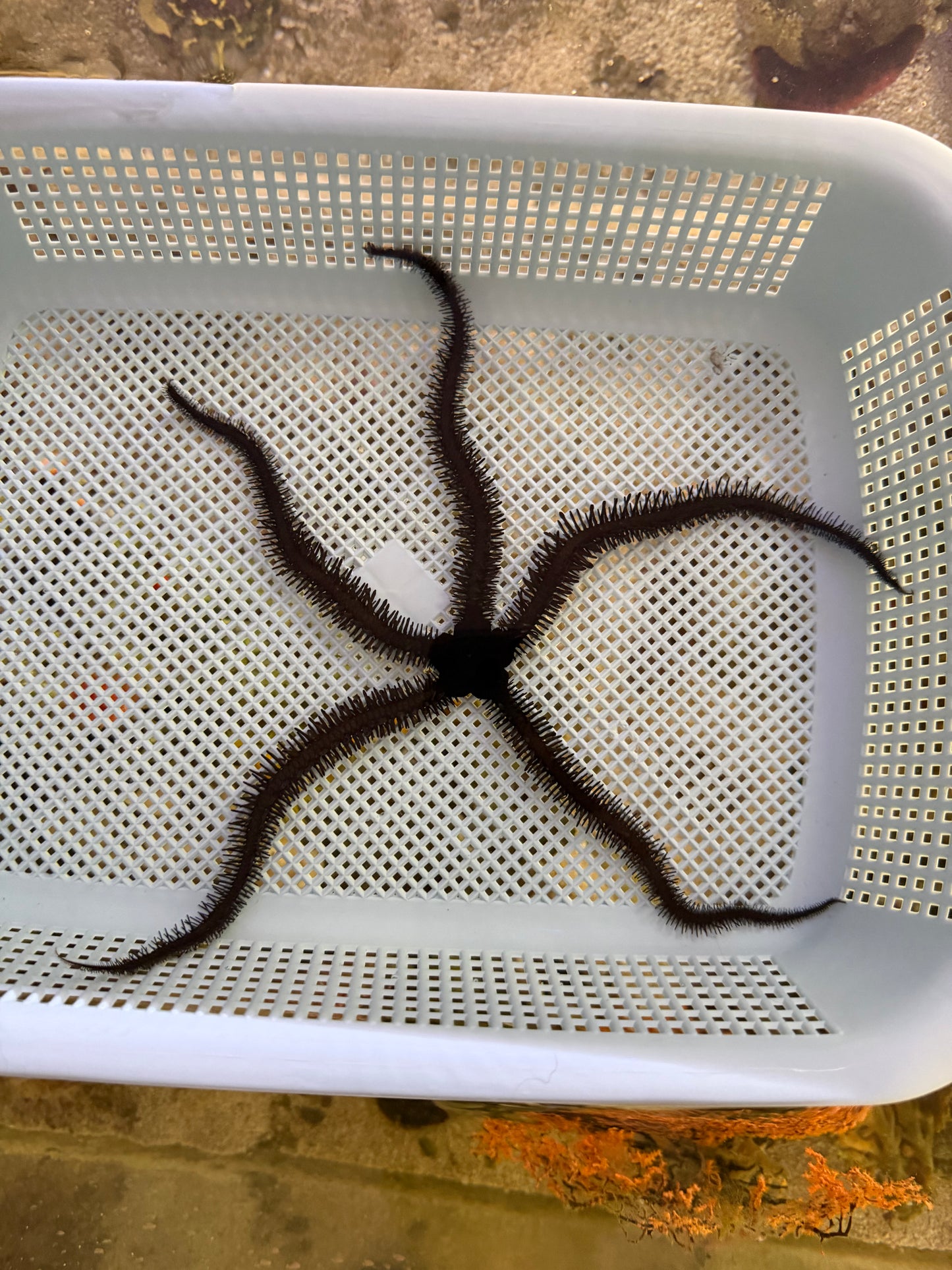 Black Brittle Starfish - Large
