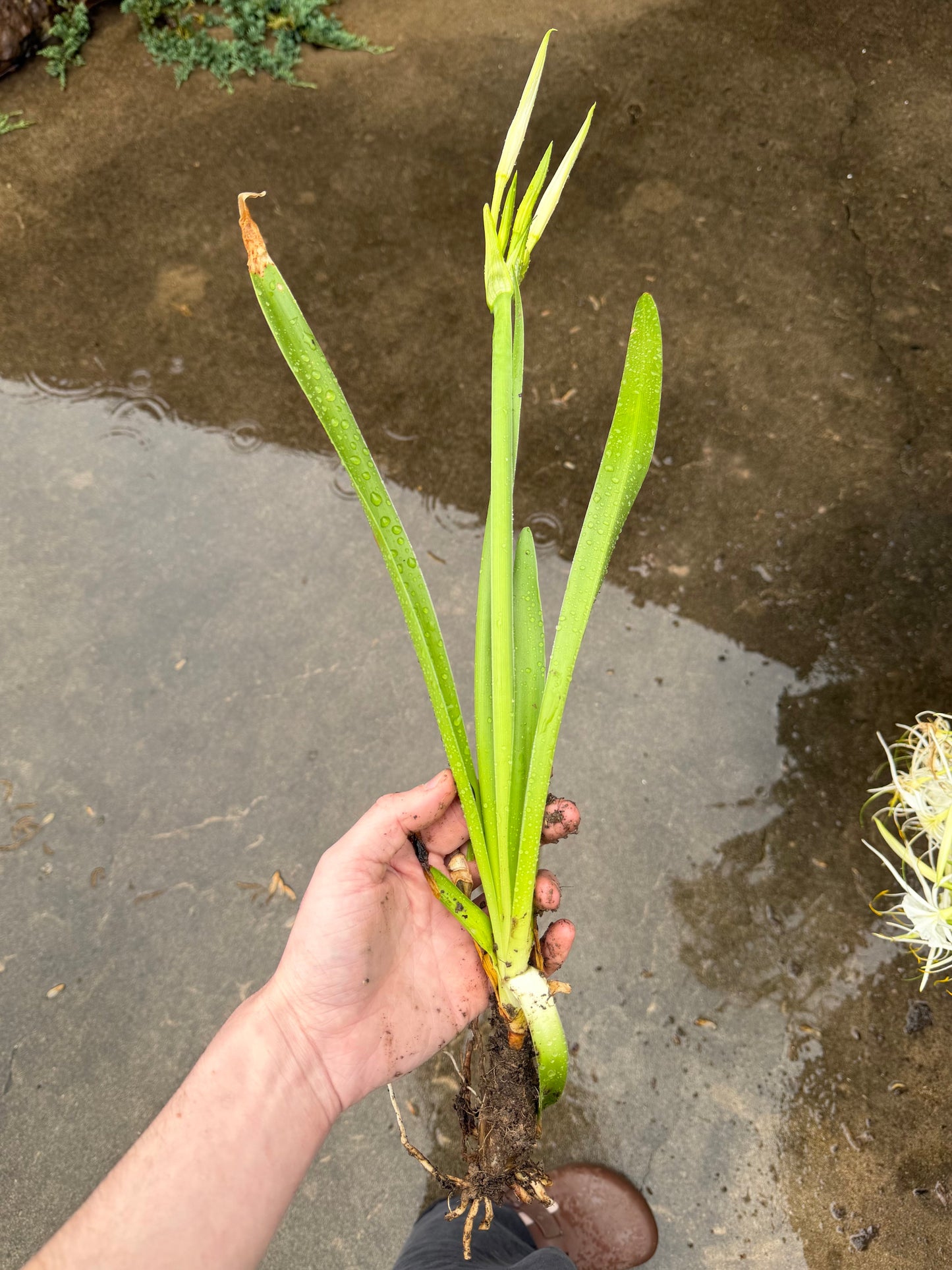 Hymenocallis occidentalis "Swamp Spider Lily"
