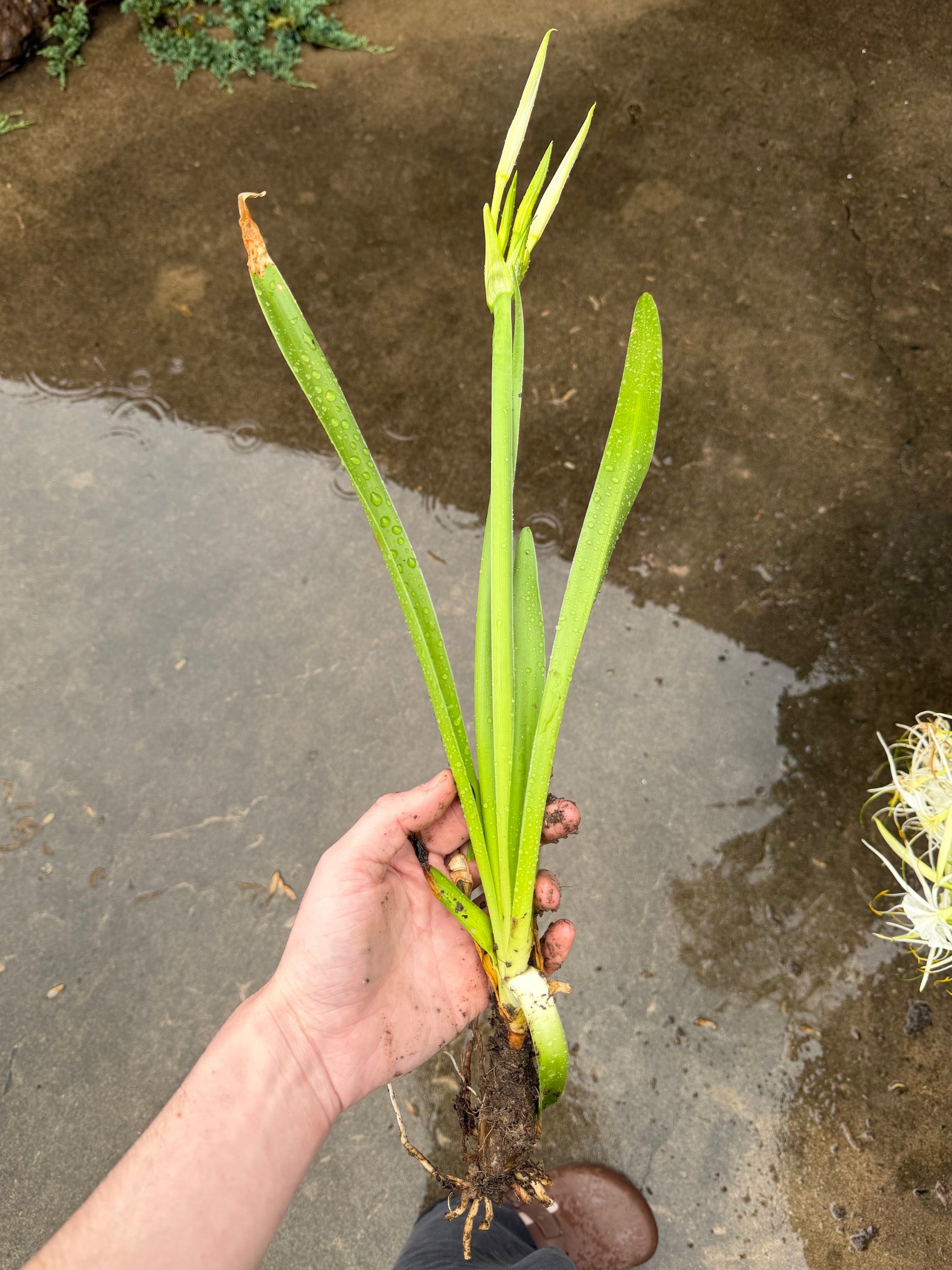 Hymenocallis occidentalis "Swamp Spider Lily"