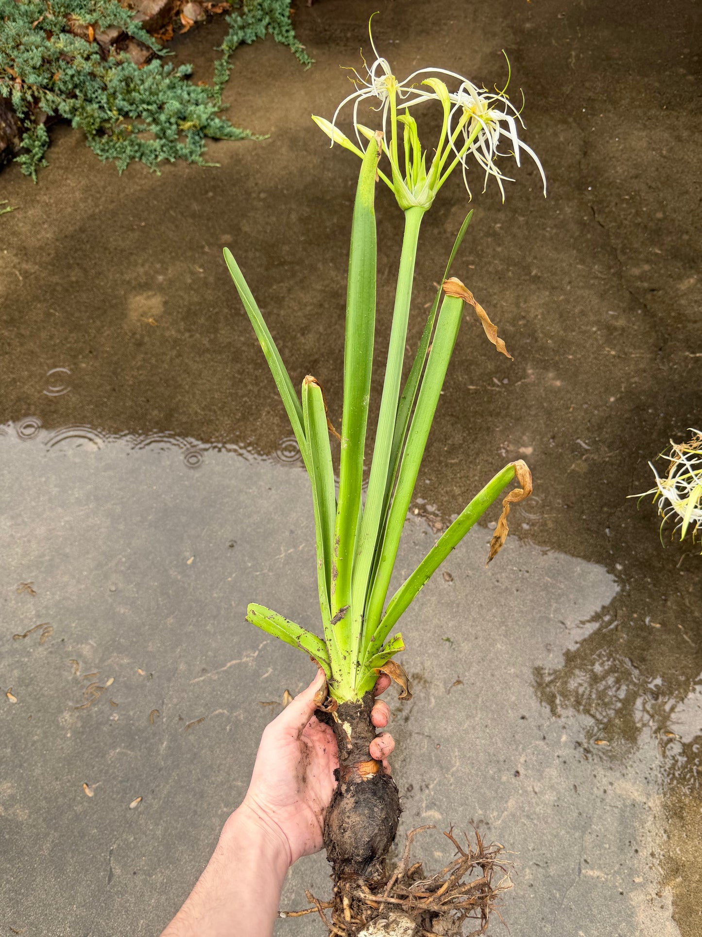 Hymenocallis occidentalis "Swamp Spider Lily"