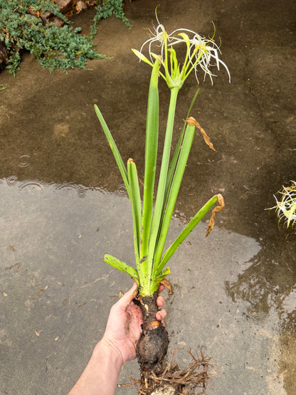 Hymenocallis occidentalis "Swamp Spider Lily"