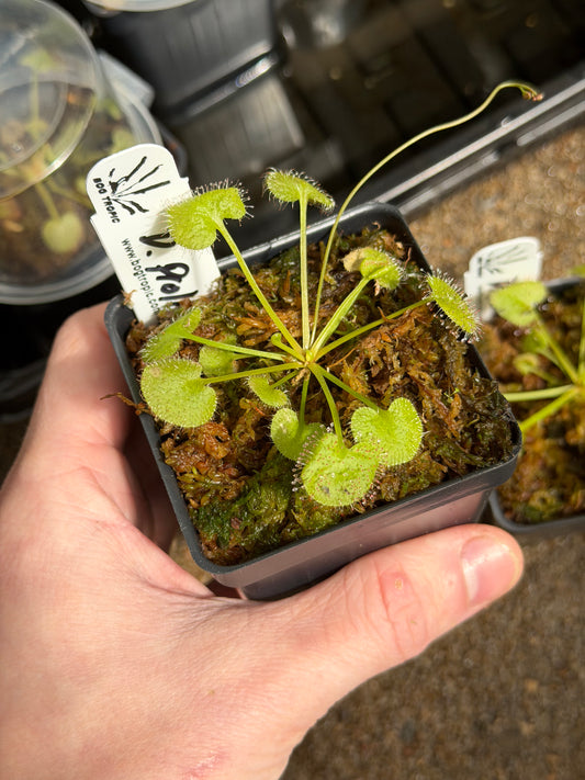 Drosera prolifera