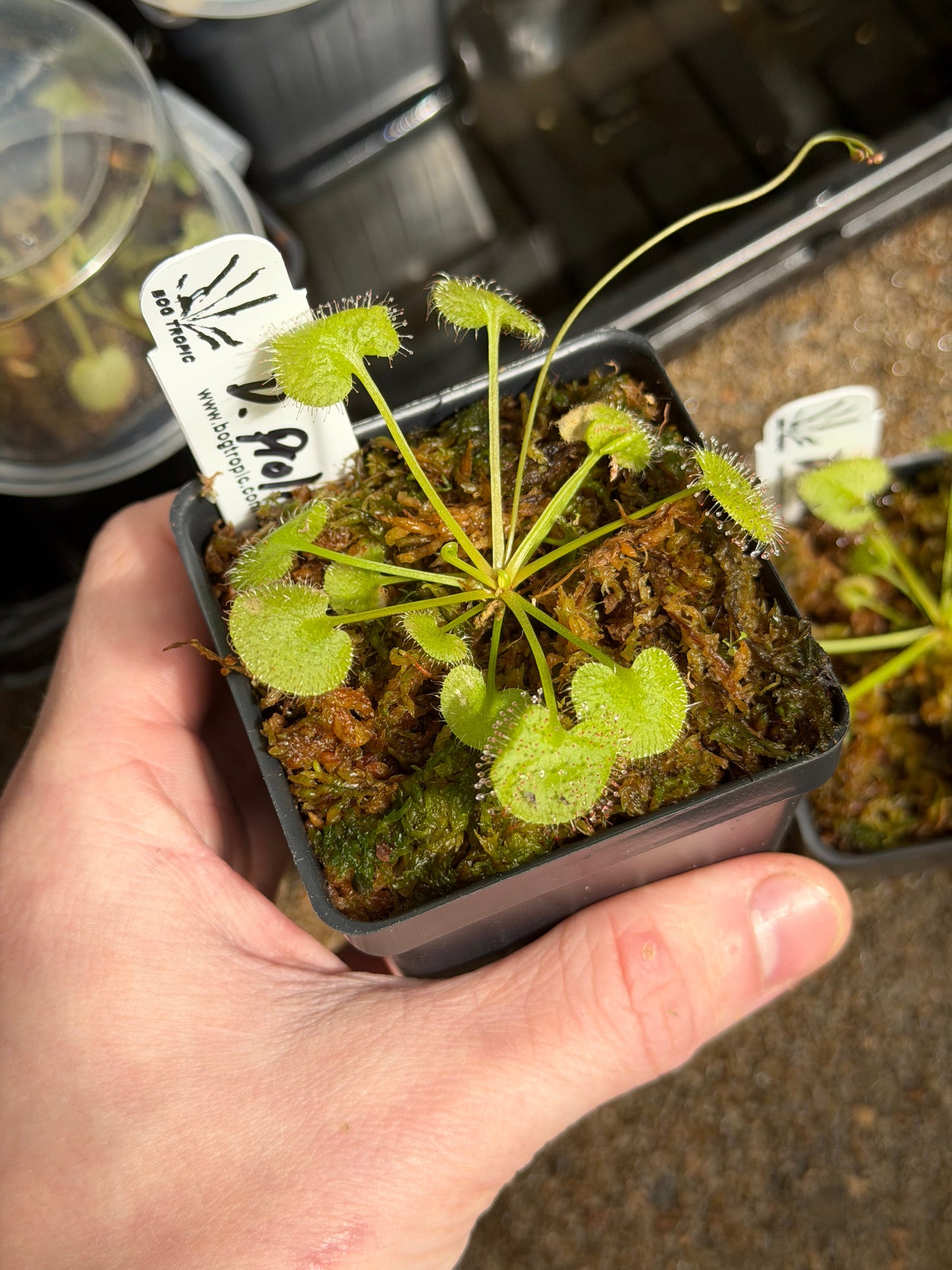 Drosera prolifera