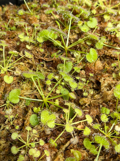 Drosera prolifera