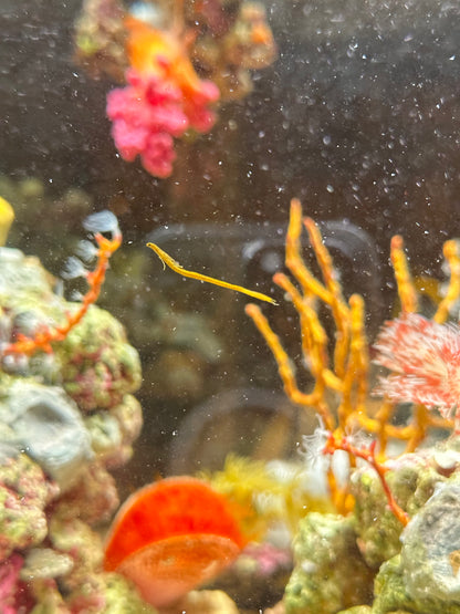 Spaghetti Worm - Cleanup Crew Pack of 3