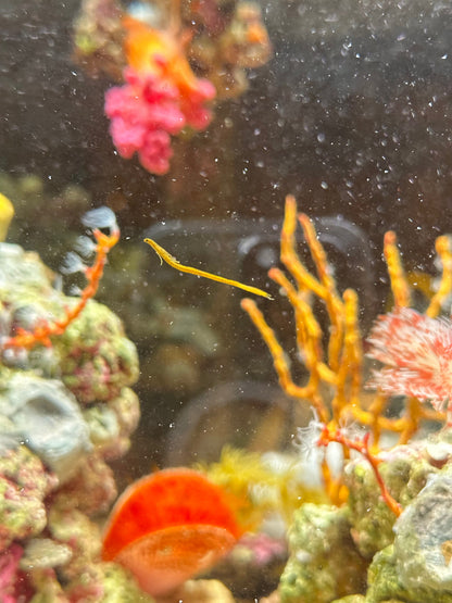 Spaghetti Worm - Cleanup Crew Pack of 3
