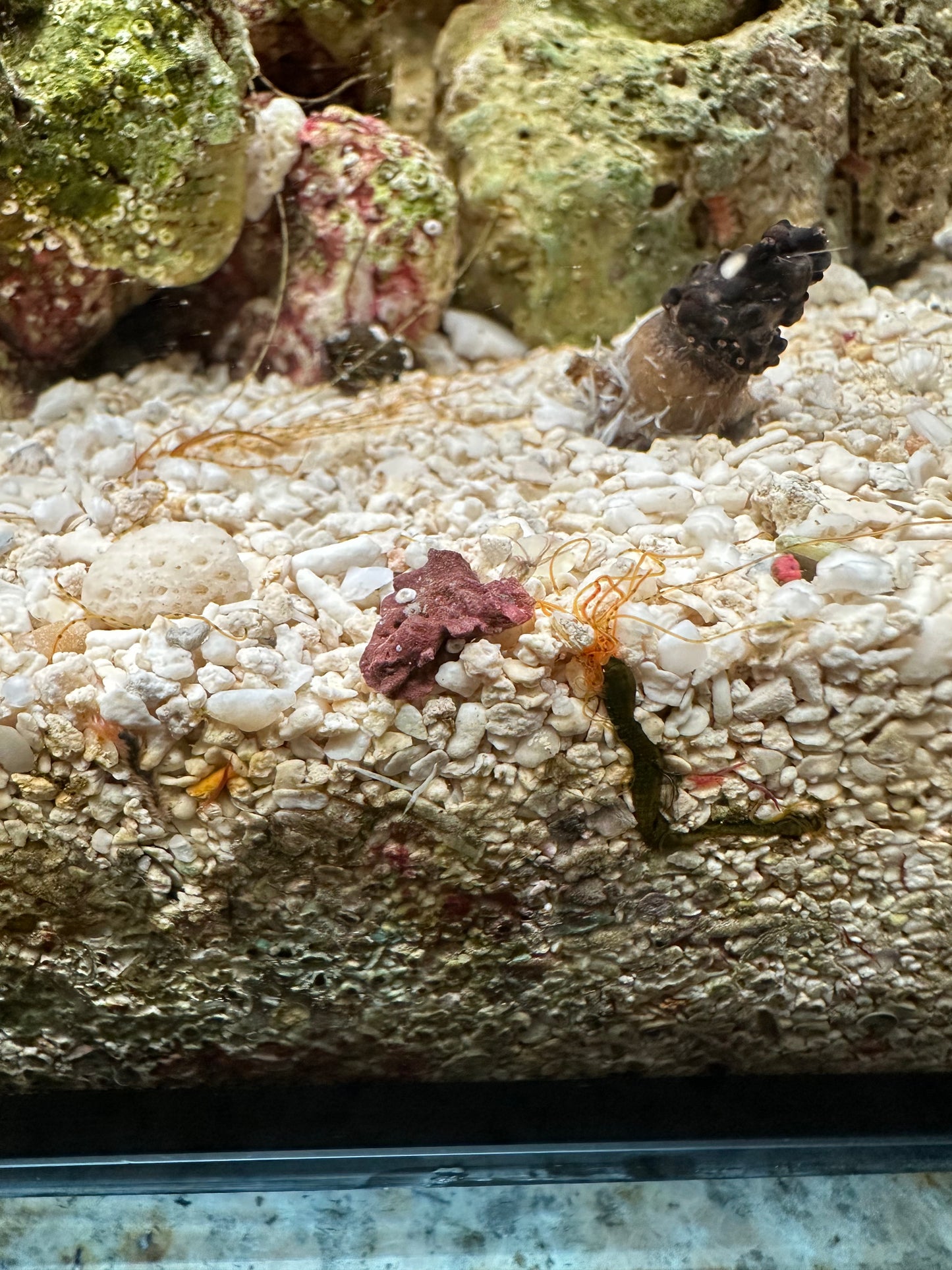 Spaghetti Worm - Cleanup Crew Pack of 3