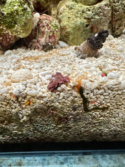 Spaghetti Worm - Cleanup Crew Pack of 3