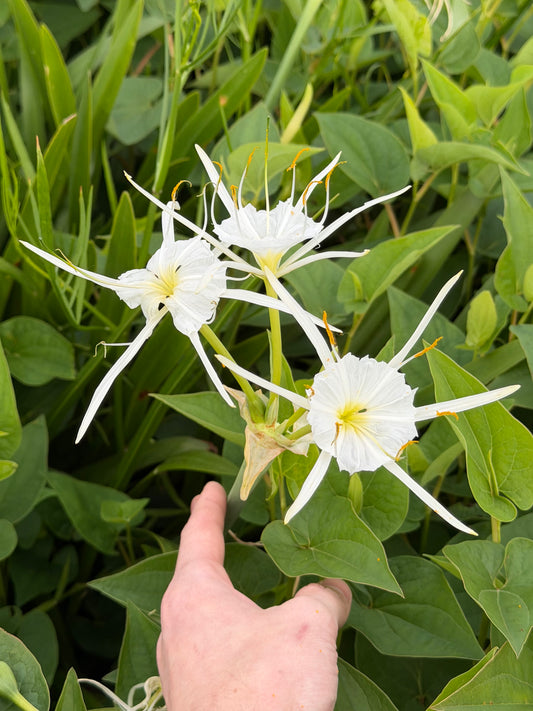 Hymenocallis occidentalis "Swamp Spider Lily"