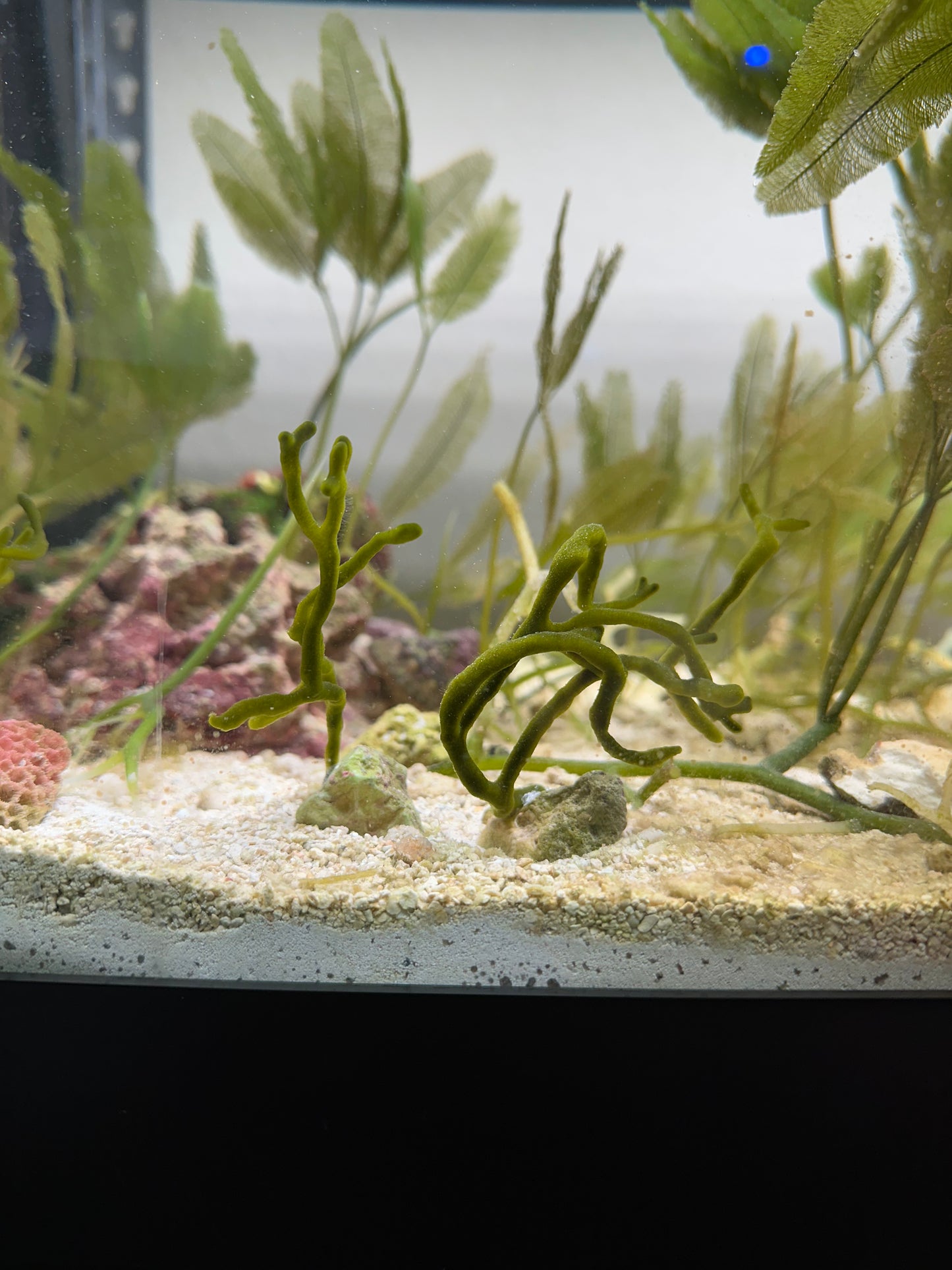 Codium "Dead Man's Fingers" Attached To Live Rock