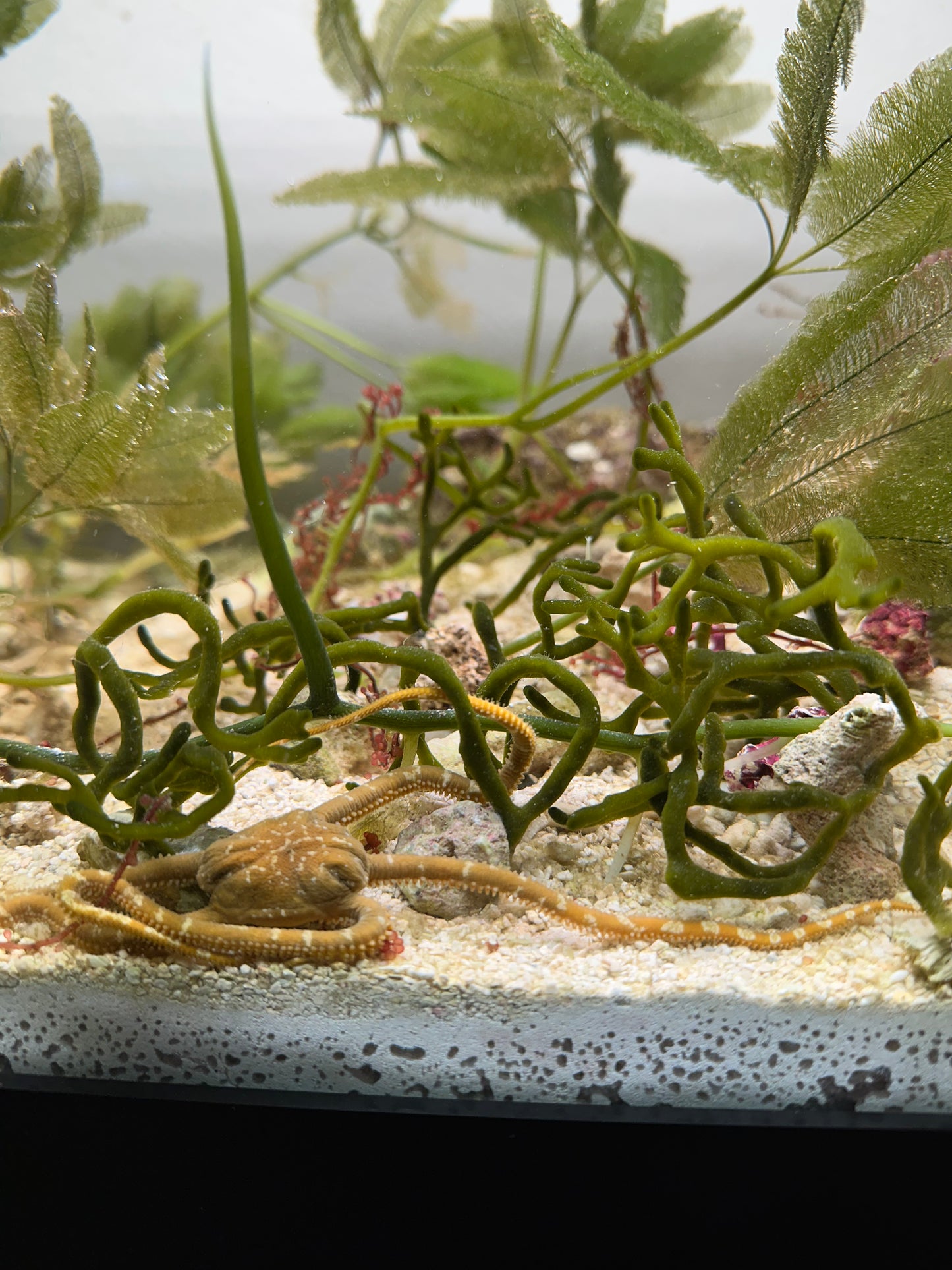 Codium "Dead Man's Fingers" Attached To Live Rock