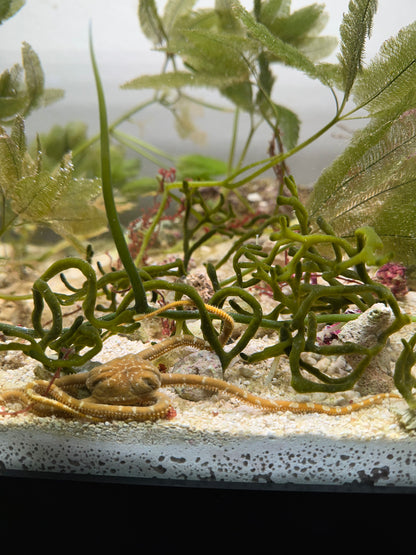 Codium "Dead Man's Fingers" Attached To Live Rock