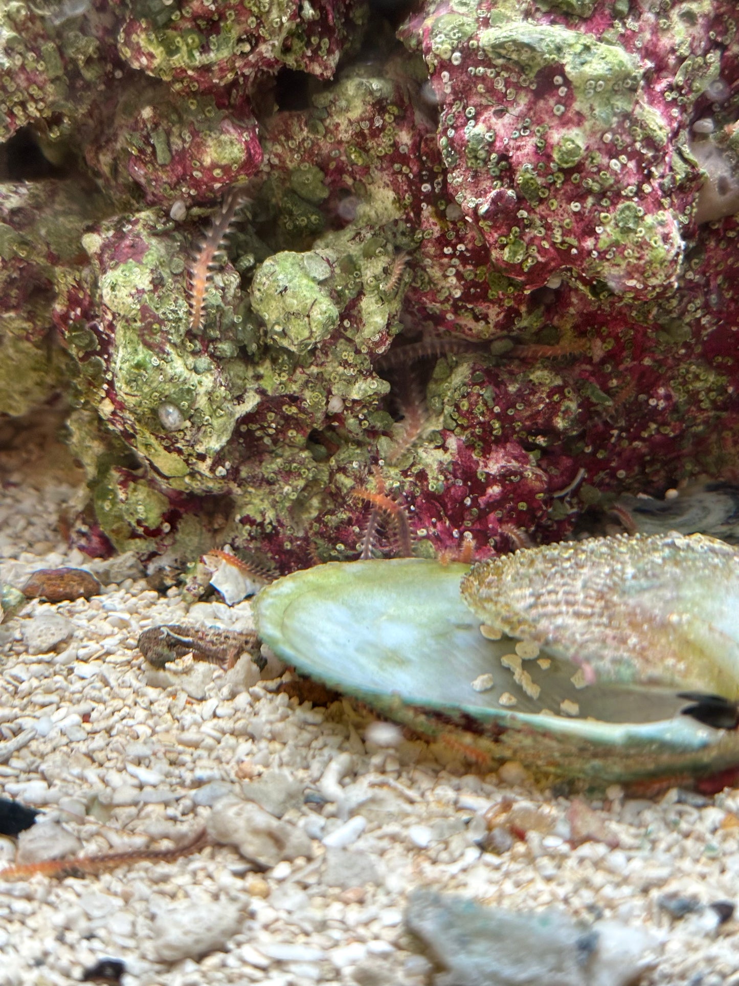 Bristle Worm - Cleanup Crew Pack of 5