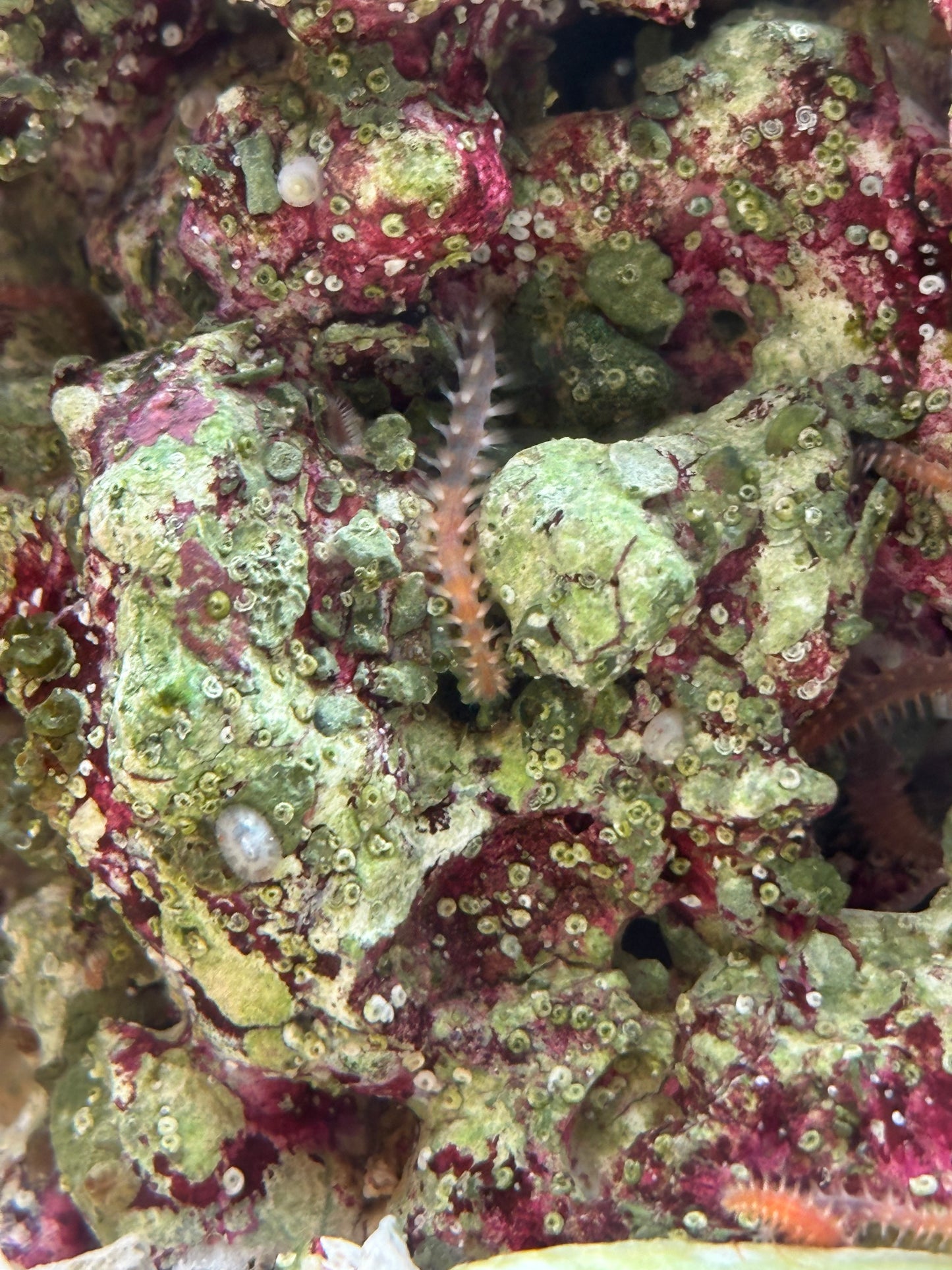 Bristle Worm - Cleanup Crew Pack of 5