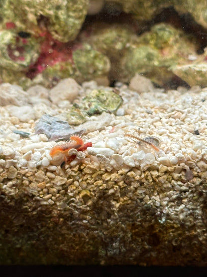 Bristle Worm - Cleanup Crew Pack of 5