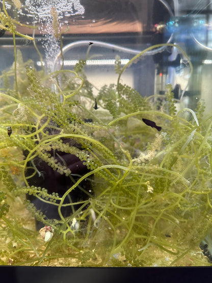 Caulerpa lentillifera "Green Sea Grape" macroalgae