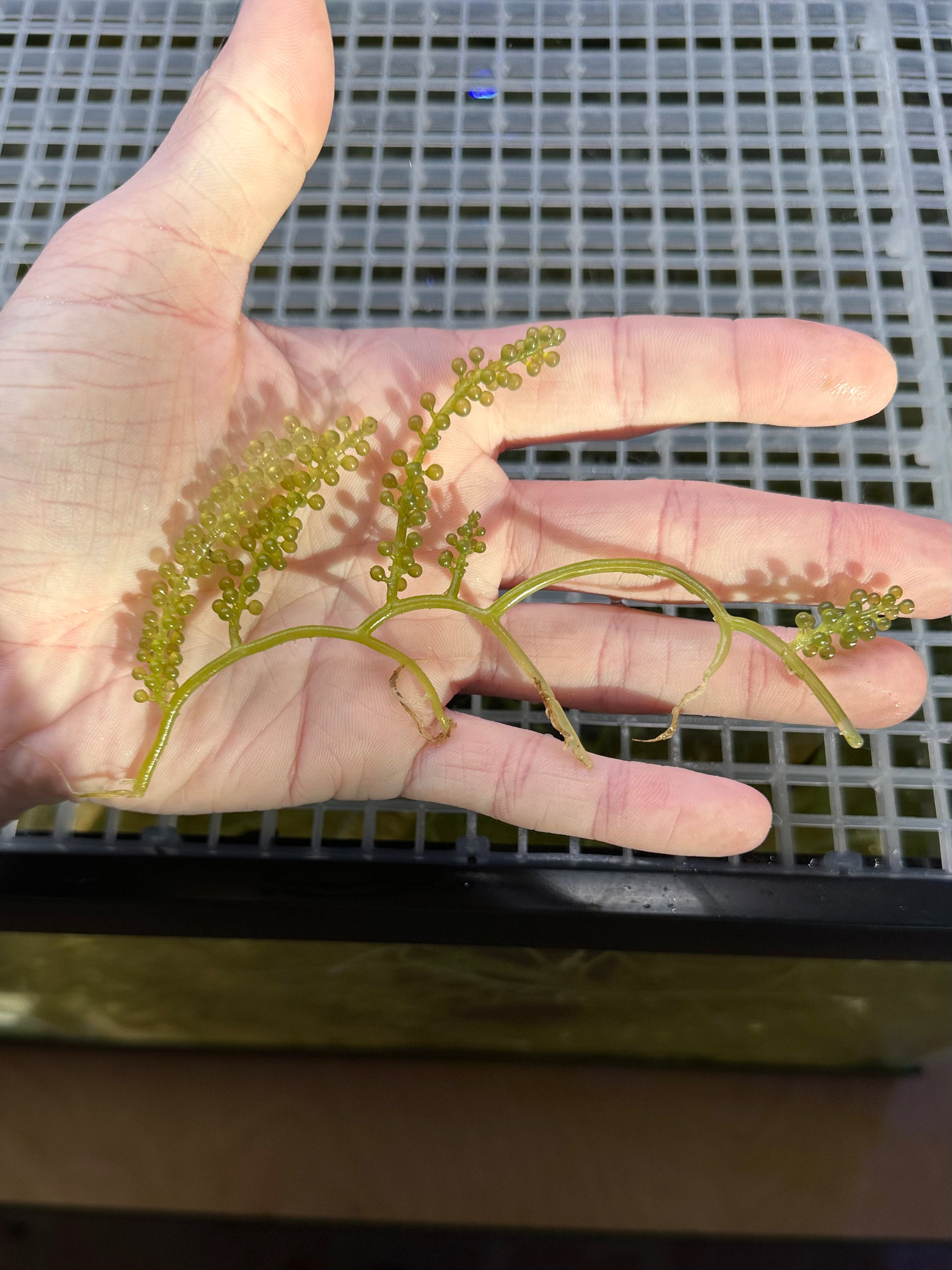 Caulerpa lentillifera "Green Sea Grape" macroalgae