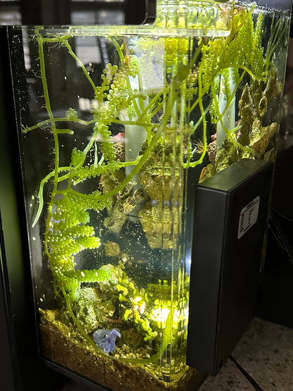 Caulerpa lentillifera "Green Sea Grape" macroalgae