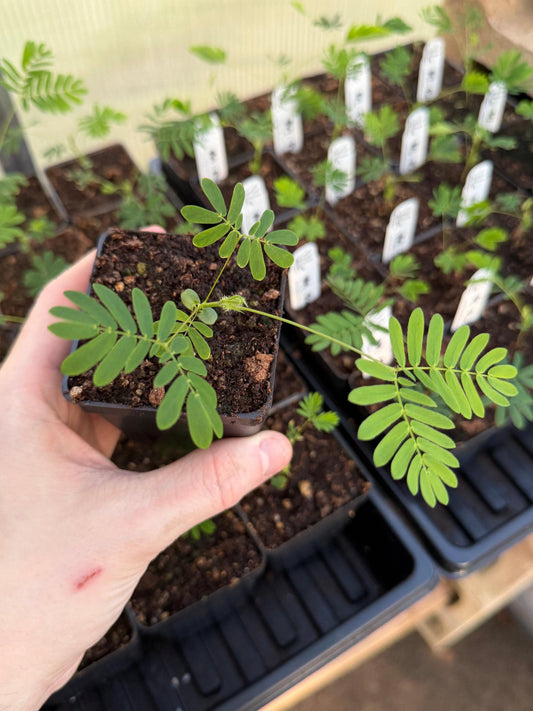 Mimosa pudica “Sensitive Plant” - Live Potted Moving Fairy Plant