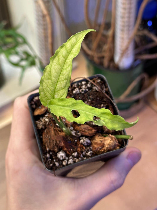 Monstera obliqua 'Peru' - Live Juvenile Potted Rare Collector Aroid Plant