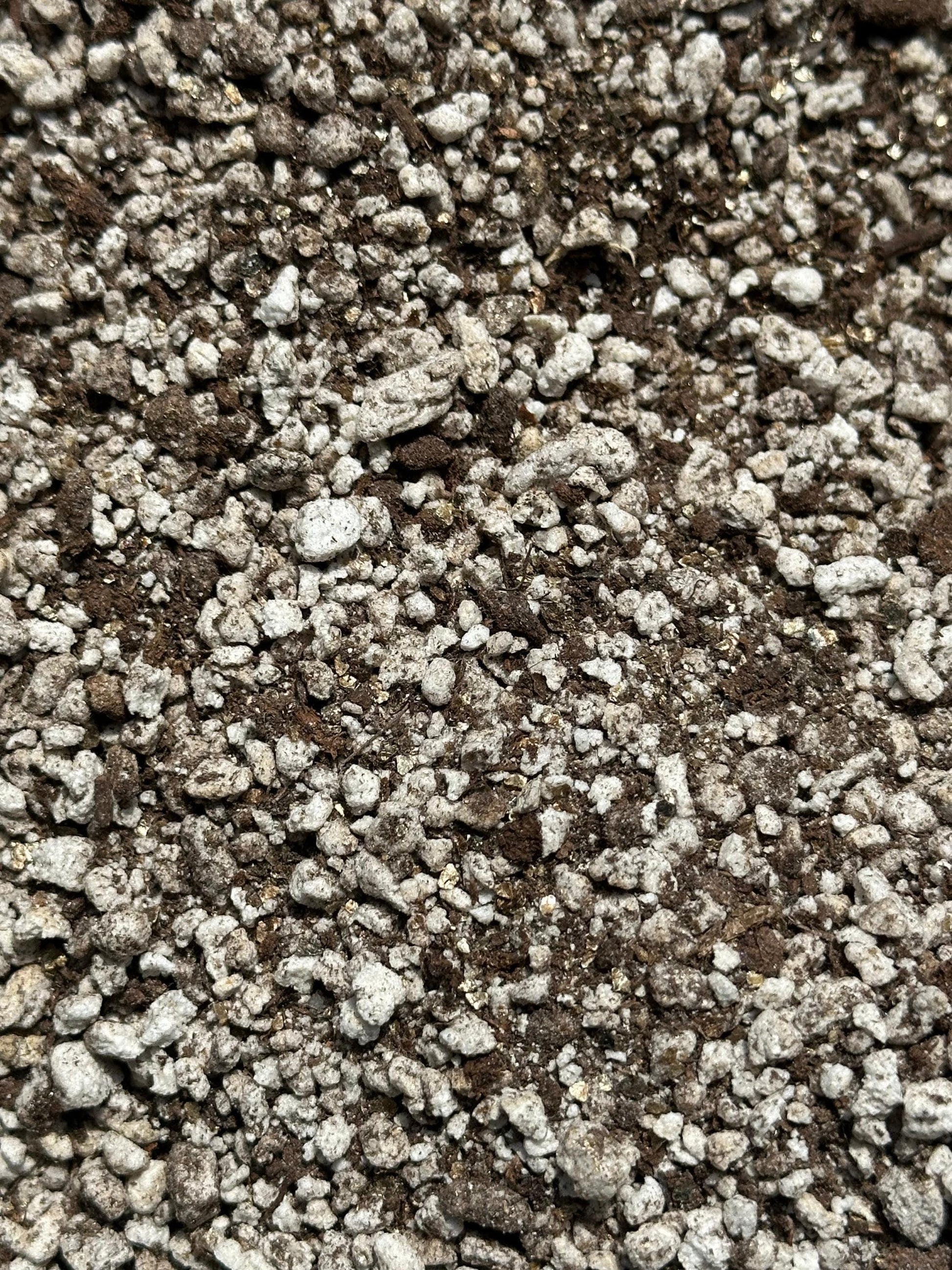 Ping Soil Mix - Soil For Pinguicula Butterwort Carnivorous Plants