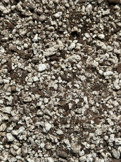 Ping Soil Mix - Soil For Pinguicula Butterwort Carnivorous Plants
